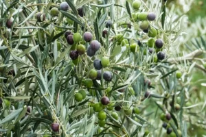 leña de olivo